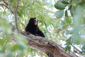 A black and white marmoset sits atop a tree