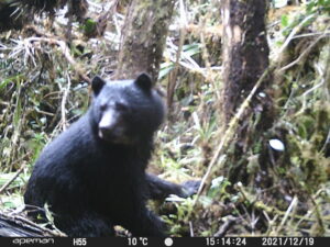 A spectacled bear is captured by a camera
